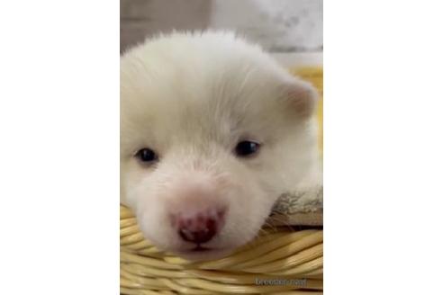 成約済の静岡県の柴犬-208197の2枚目